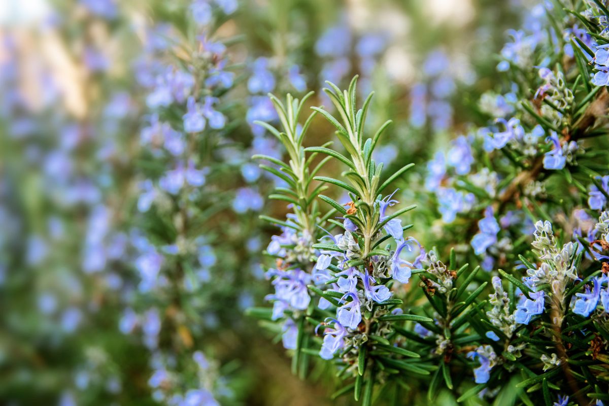 erbe aromatiche contro insetti