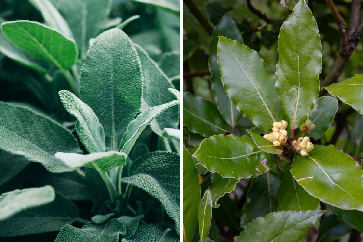 erbe aromatiche contro gli insetti in autunno