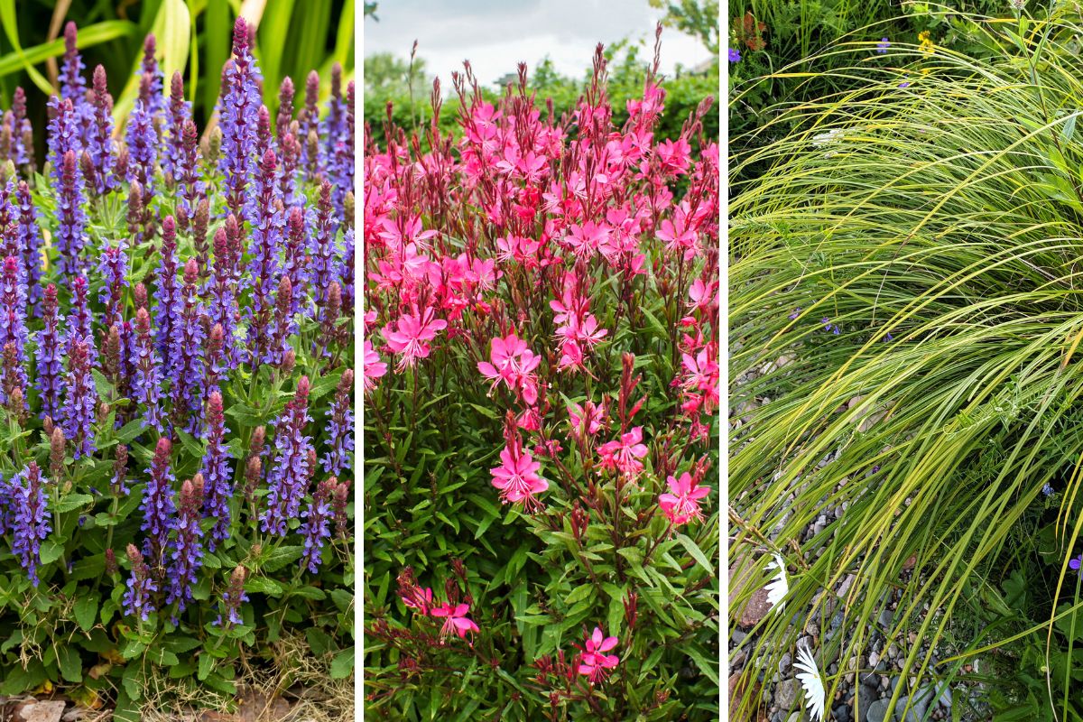 mix di fiori giardino a settembre