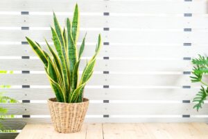 sansevieria regala aria pulita