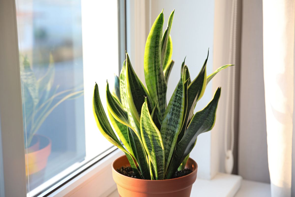 sansevieria combatte l’umidità