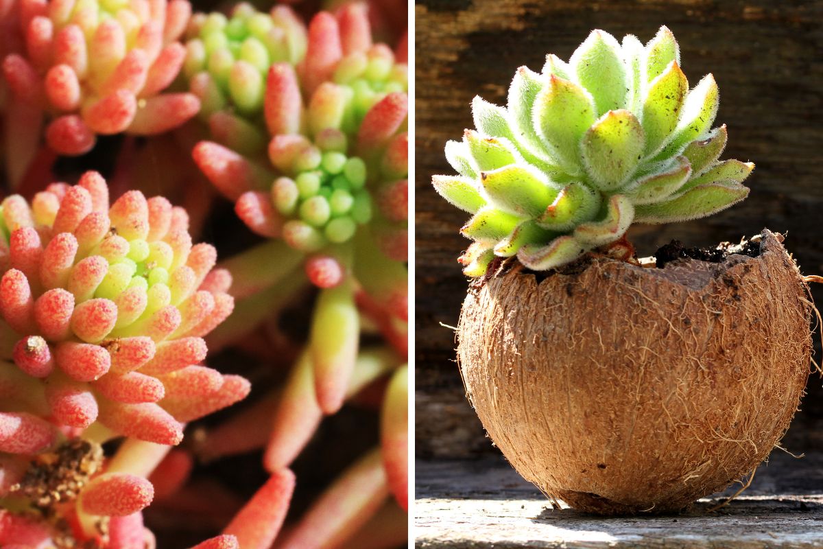 piante succulente che cambiano colore