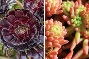 piante succulente che cambiano colore