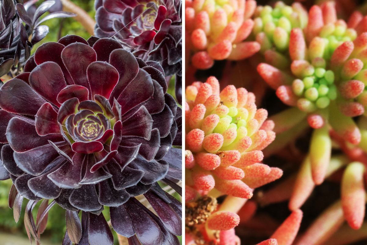 piante succulente che cambiano colore