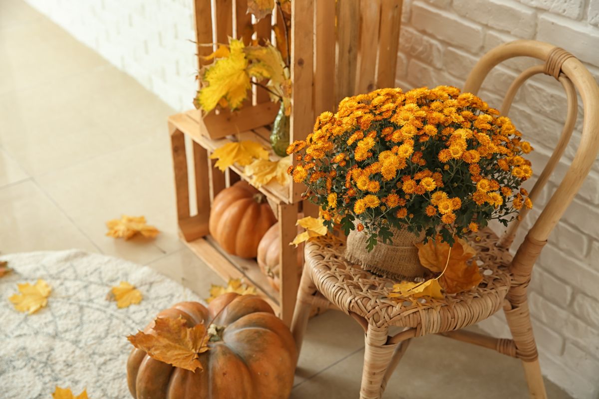 crisantemi da giardino scenografiche per autunno