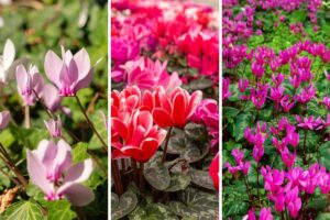 fioritura ciclamino a settembre