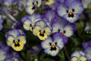 balcone con viola del pensiero