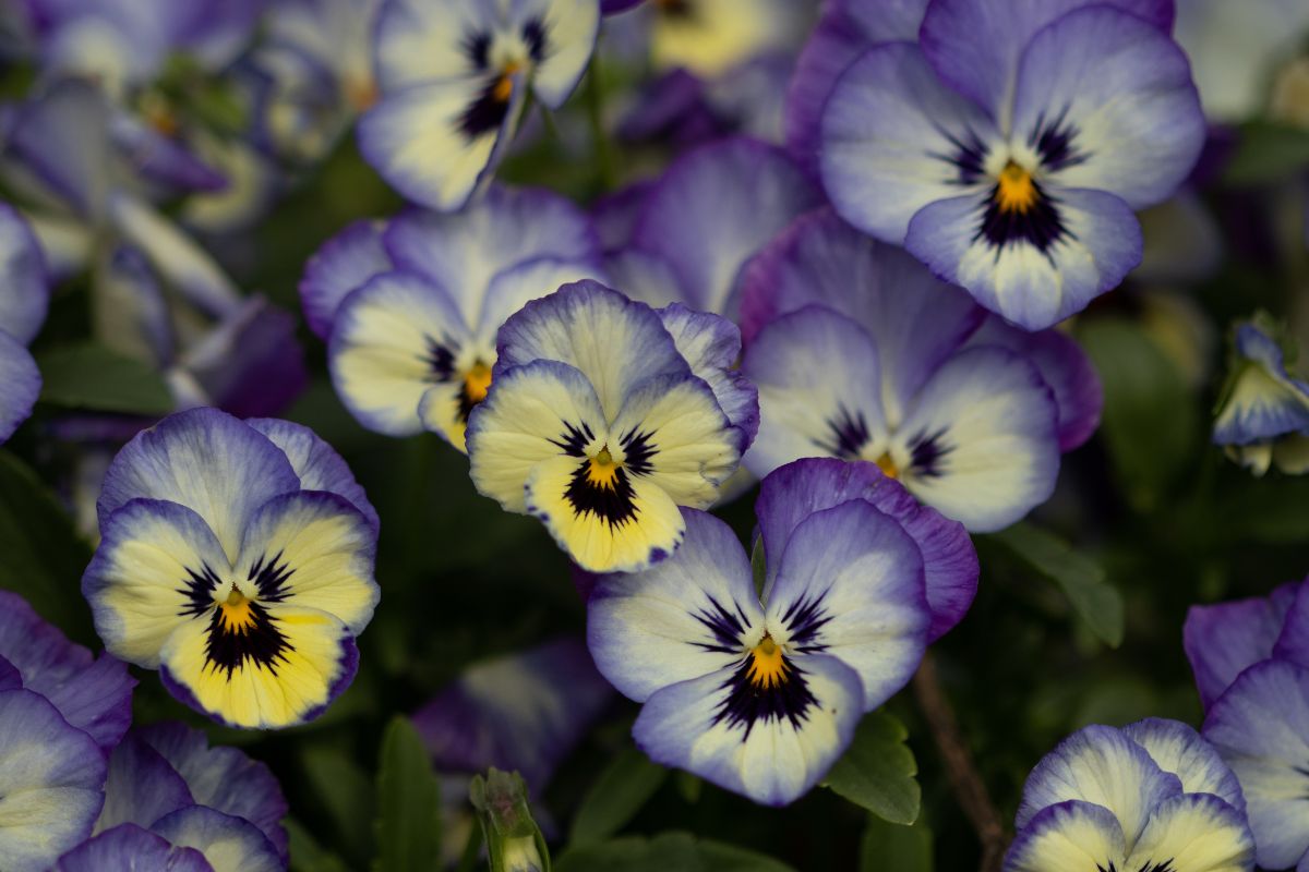 balcone con viola del pensiero