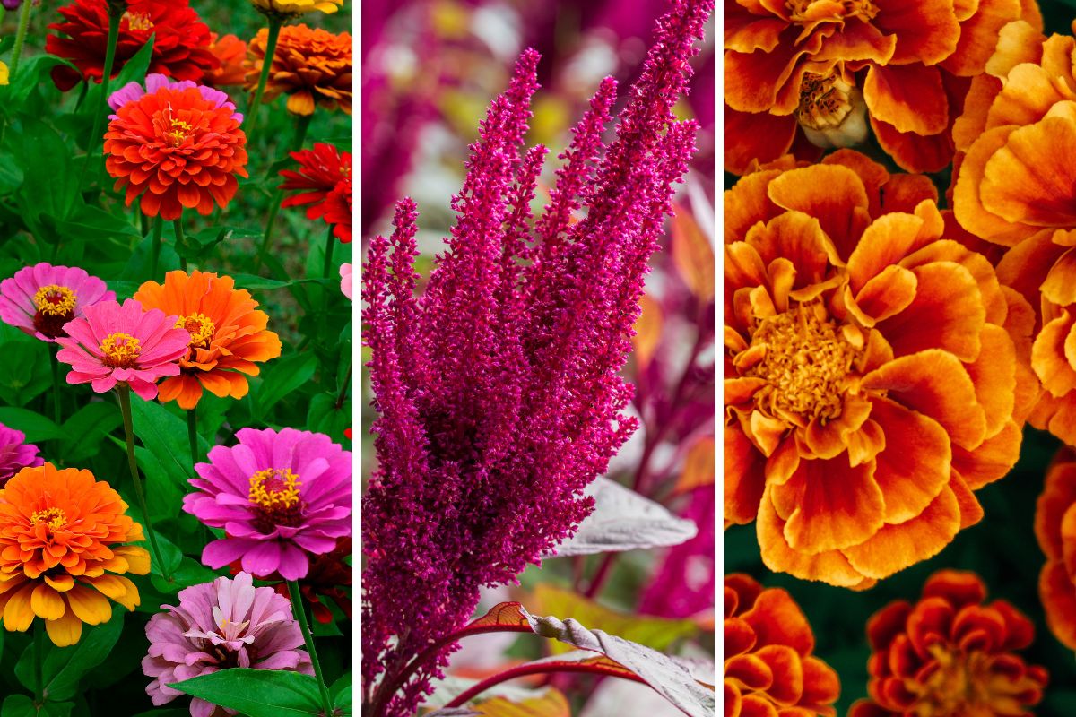 settembre mix di fiori che rendono il giardino